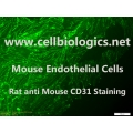CD1 Mouse Primary Brain Microvascular Endothelial Cells